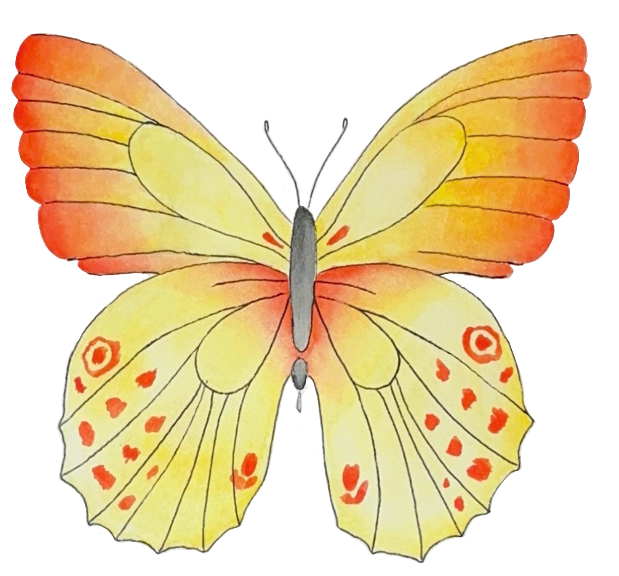 A hand-drawn orange and yellow butterfly